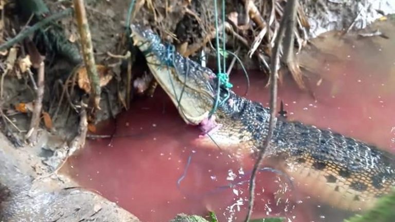 buaya_ditangkap_warga