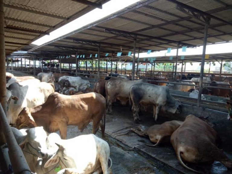 tempat-pemotongan-hewan-kurban-di-depok-akan-menerapkan-penjualan_210704174101-581