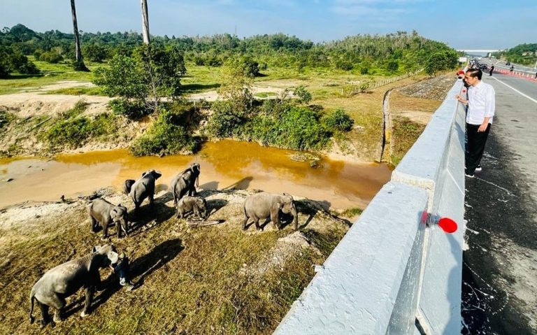 tampak-jokowi-melihat-jawanan-gajah-sedang-beraktifitas-di-t-fyhc