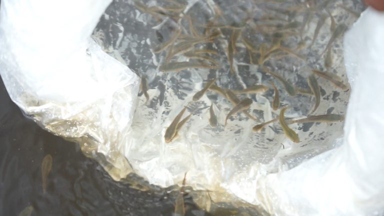 KKP Genjot Produksi Benih Gabus Haruan di Kalimantan Selatan Melimpah 2