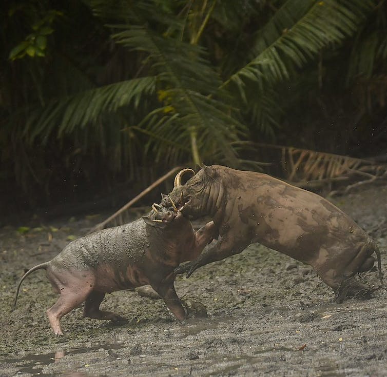 Babirusa, salah satu spesies endemik kawasan Wallacea.
